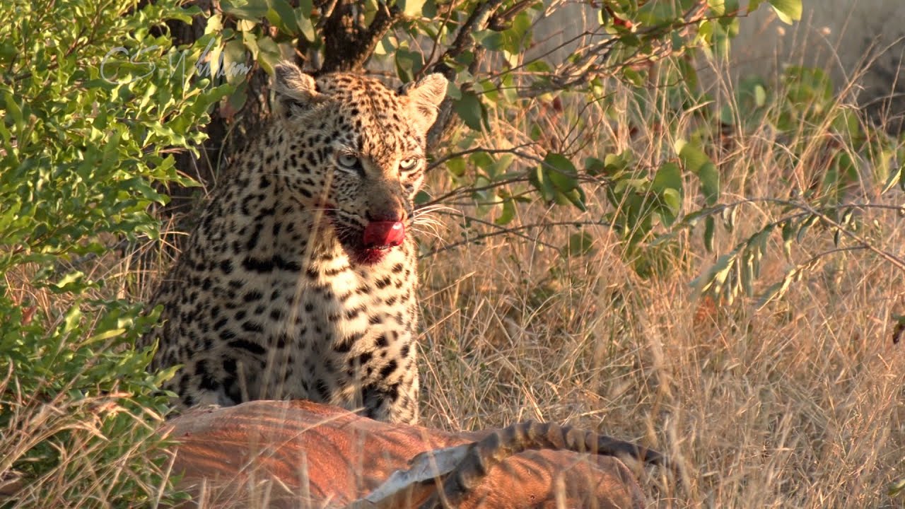 Lion ROARS & Leopard with her CUB feeding