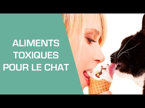Vidéo: Le curcuma est-il toxique pour les chats ?