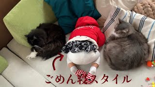 奇跡的に団子三兄弟の寝相を形成する猫　ノルウェージャンフォレストキャット　Cats curled up in three rows