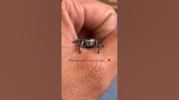My spider, Rose listens to me sing 🥹 #shorts #singing #spider #rose #bestfriend #nature