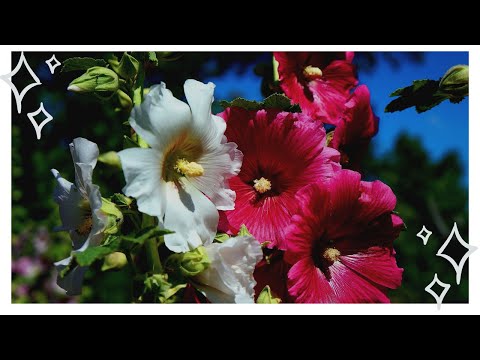 Правила и сроки выращивания мальвы из семян