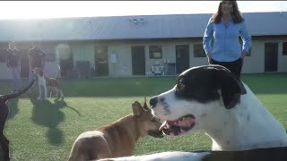 New mysterious respiratory illness in dogs