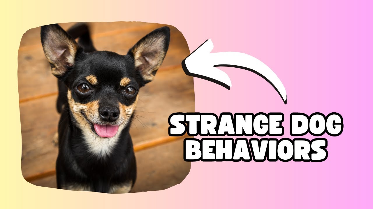 8 Weird Dog Behaviors and What They Really Mean