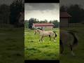 Obsessed #buckskinhorse