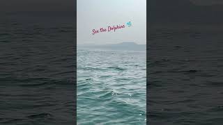 Mesmerizing Dolphins Dancing with Ocean Waves: A Spectacular Marine Adventure!" #dolphin #sea