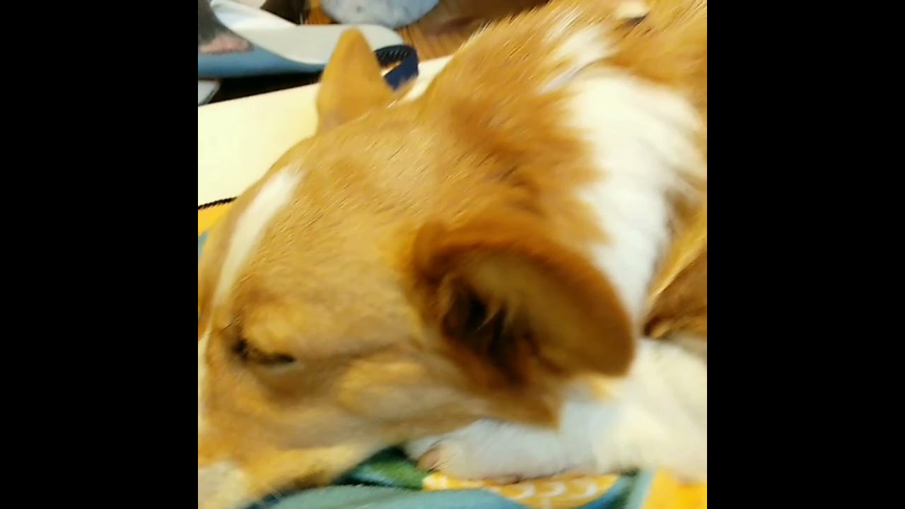 え 犬に鍼灸 犬のヘルニア改善奮闘記