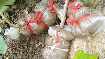 Grape air layering at home|| Air layering fruit tree#gardentech #airlayering #plants
