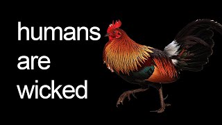 The REAL reason chickens can't fly Do Roosters Fly