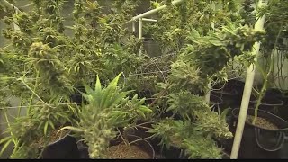 Randall County DA Hemp products need THC testing infrastructure