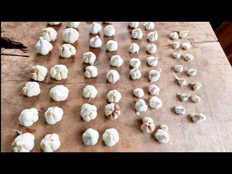 検証結果】大きなニンニクの種球を植えると大きなニンニクが収穫できた
