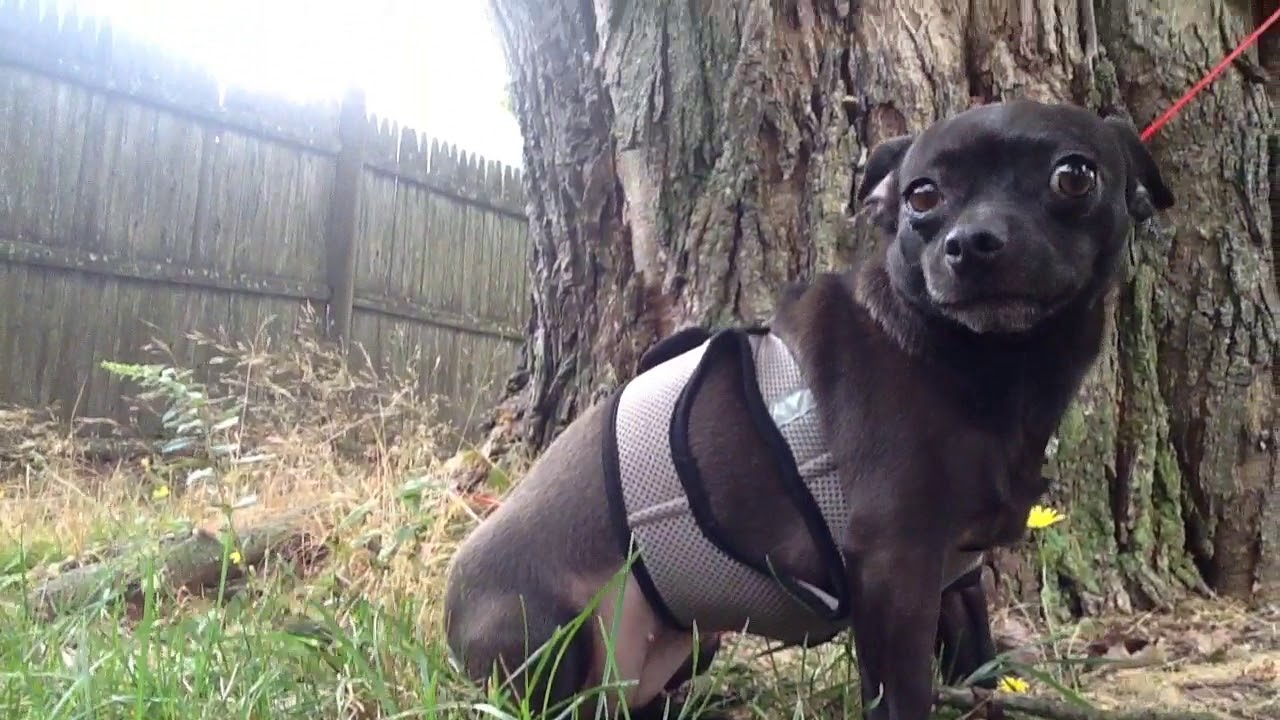 Hanging With My Dog YouTube