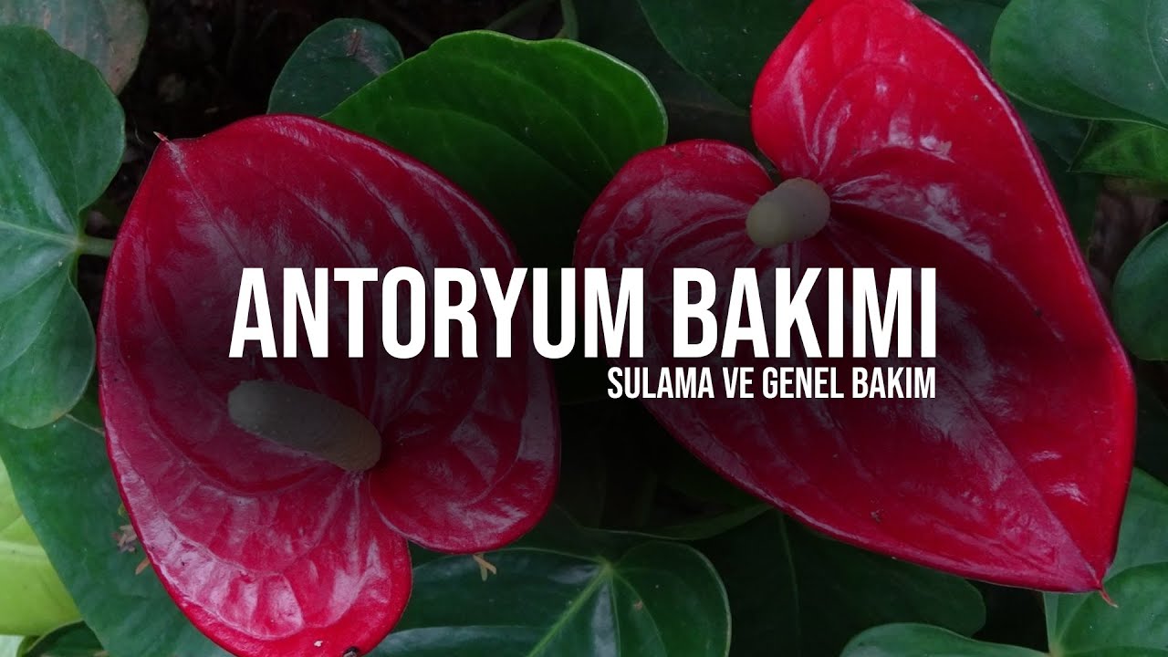 #CoşkunAkademi | Antoryum Bakımı Nasıl Yapılır? | Antoryum Bitkisi Nasıl Sulanır?