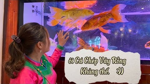 cá chép vảy rồng siêu khủng