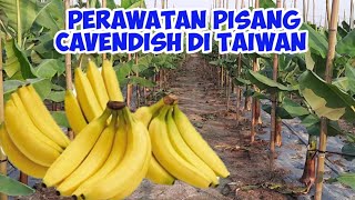 Perawatan Pisang Cavendish Dari Kecil Sampai Panen Di Taiwan