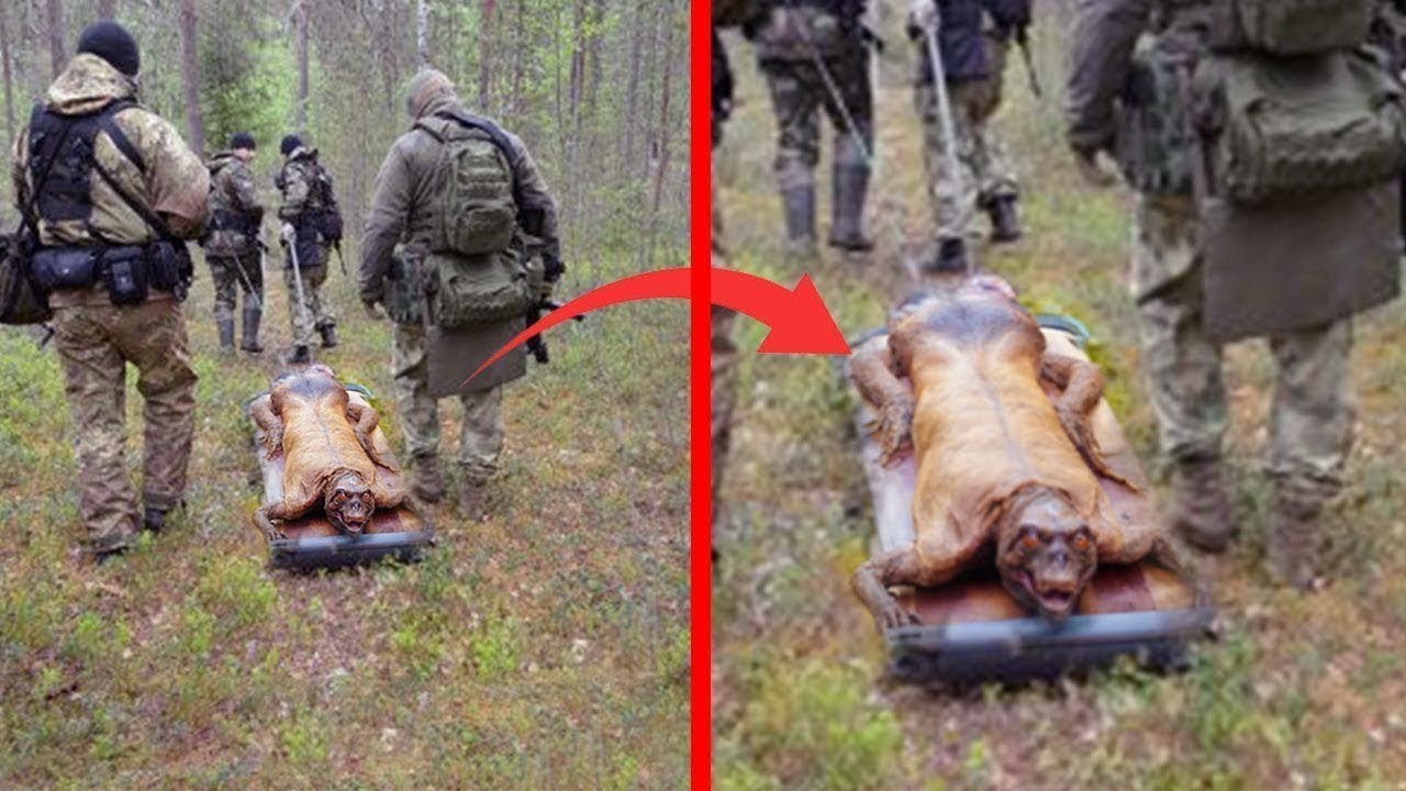 لن تستطيع مشاهدة هذا الفيديو حتى النهاية.. مشاهد صادمة لا تفسير لها حتى الآن!