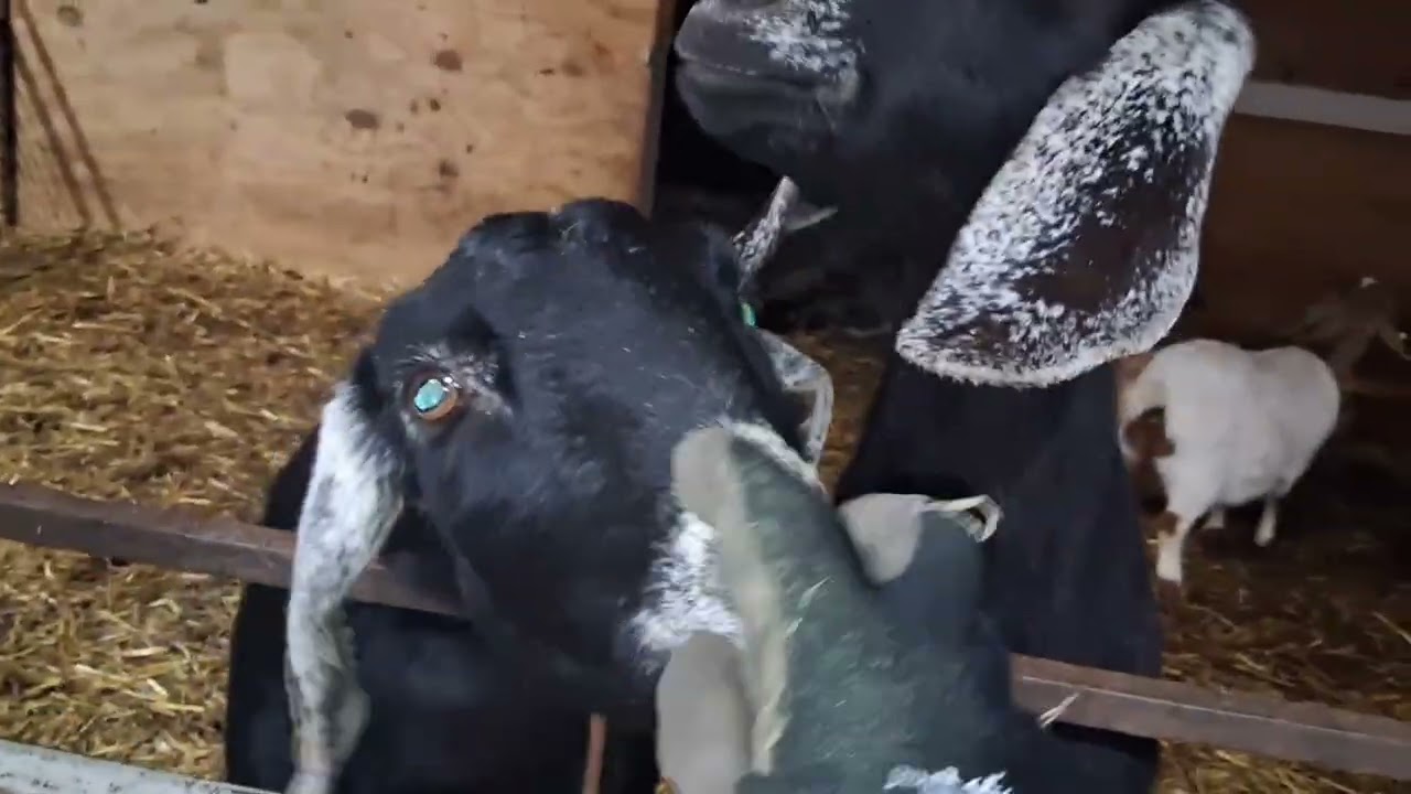 Daily chores. Blog #2