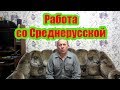 3 Часть. МОЙ ОПЫТ РАБОТЫ С СРЕДНЕРУССКОЙ ПЧЕЛОЙ ЕЁ АГРЕССИВНОСТЬ И РОЕНИЕ