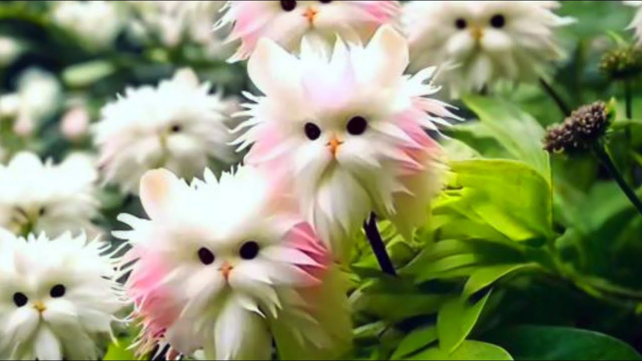 Сенсация в мире цветов? Цветы котики? - YouTube