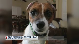 Dog Bitten By Copperhead