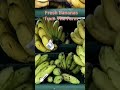 Bananas fresh from the farm lMitch Tubale vlogs