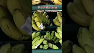 Bananas fresh from the farm lMitch Tubale vlogs