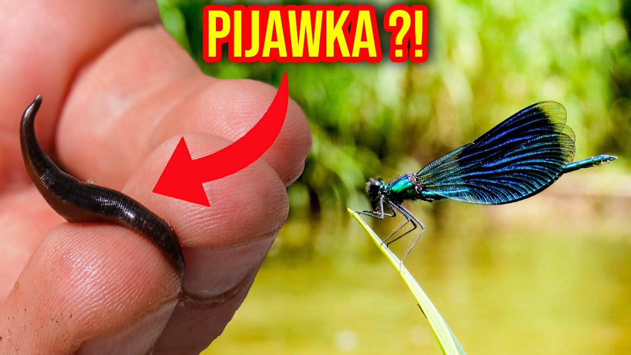 CZY POLSKIE RZEKI SĄ CZYSTE ?