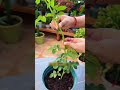 Japan's Amazing Trick For a Bushy Rose Plants!🌹😳 #shortsvideo