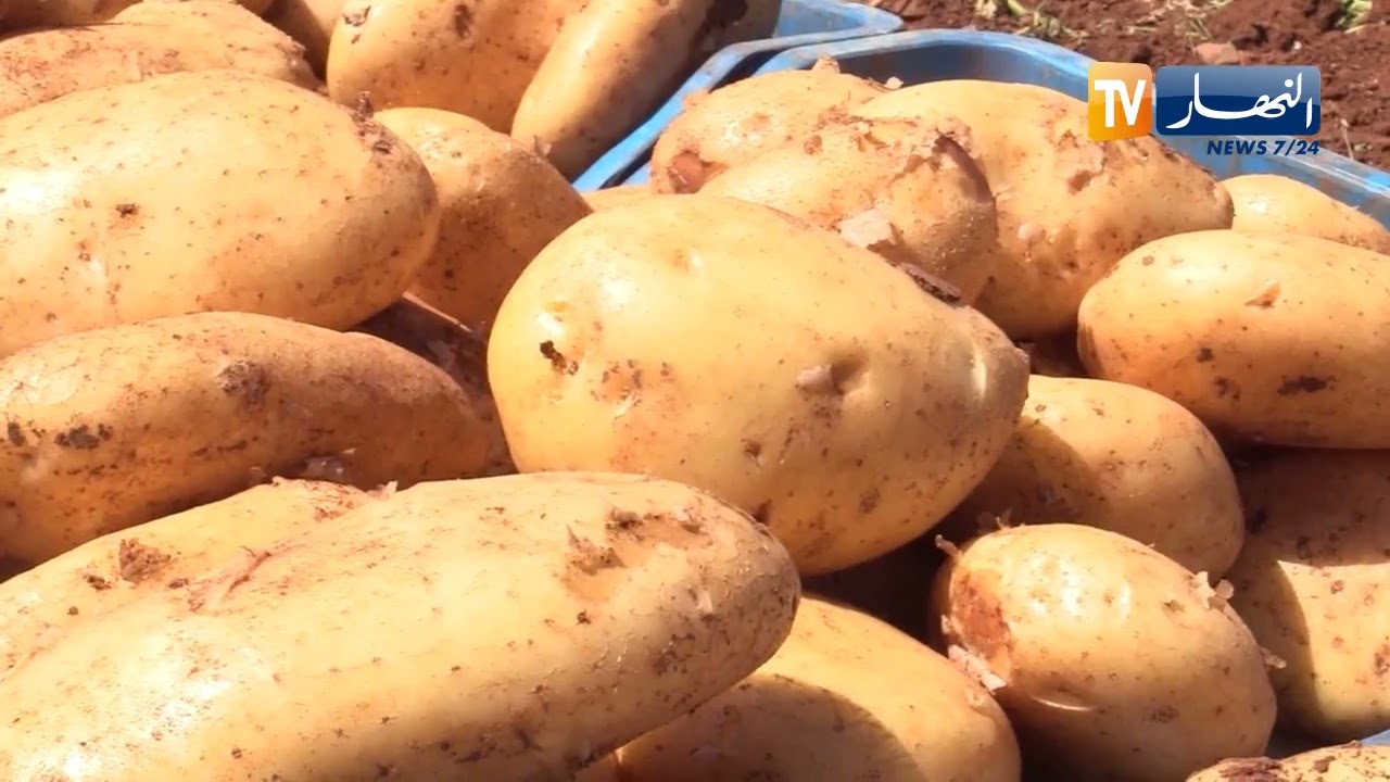 عين الدفلى : تزامنا وحملة الجني أسعار البطاطا تصل إلى 100 دج للكيلوغرام