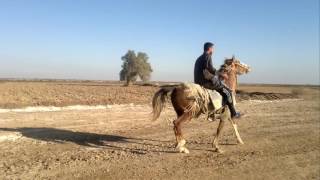 حسن رزاق الحسيناوي من هالي علي الغربي ميسان قناة المسيرة.