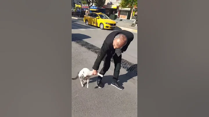 Man Intervenes in Street Cat Standoff || ViralHog - DayDayNews