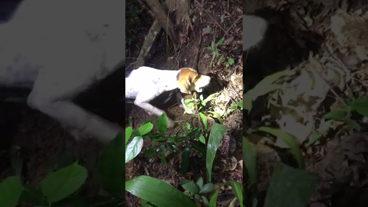 Dogs bark manicoo hole Trinidad, (2021 hunting season) YouTube