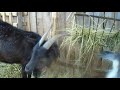 Несколько слов о козах в ожидании окота. A few words about the goats before the lambing