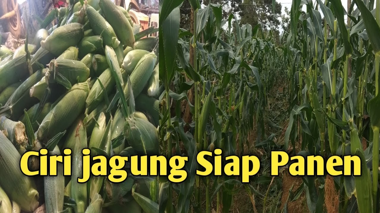 Panen jagung manis dan ciri ciri jagung yang sudah siap Panen