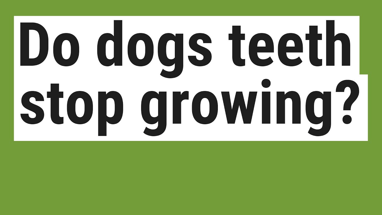 Do dogs teeth stop growing? YouTube