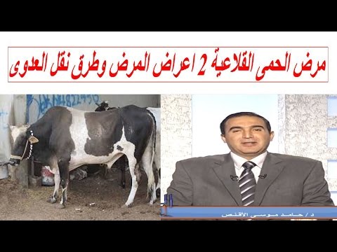مرض الحمى القلاعية 2 اعراض المرض وطرق نقل العدوى