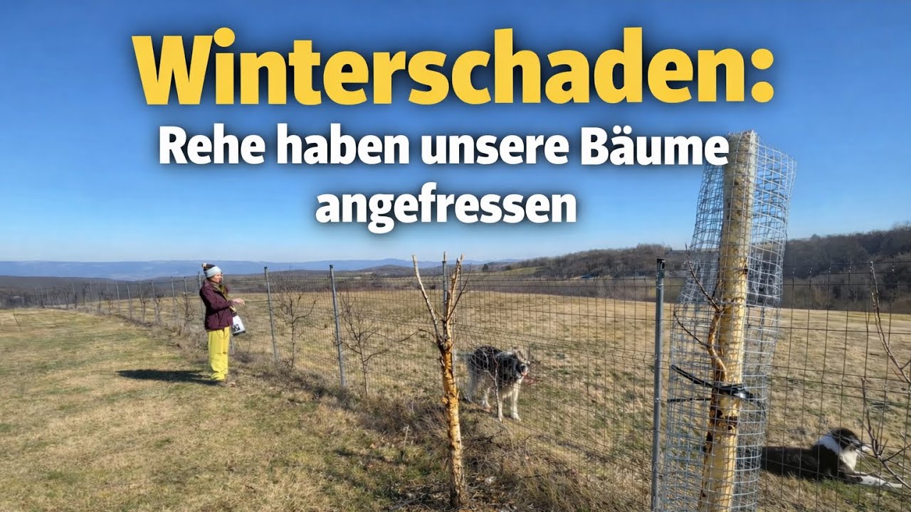 Winterschaden: Rehe fressen unsere Bäume an / Winter Damage: Deer Ate Our Trees & meet our dogs