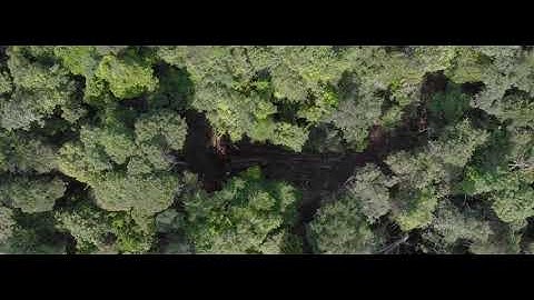 AI WEIWEI: BIG TREE | CIRCA