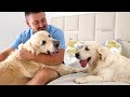 Golden Retrievers Demand Attention from Their Human Dad!