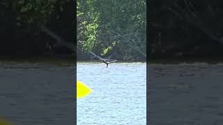 GIGI, USING BOTH TALONS, CATCHES A FISH FROM THE ST. JOSEPH RIVER AT ST. PAT'S. MAY 11, 2026•4:07 PM