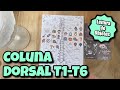 Coluna Dorsal T1 -T6 🦄💗⭐ Leitura de Objetos e Cartas