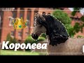 Служанка в замке на самом деле королева 👑 мини Шляйх фильм/ лошади Шляйх