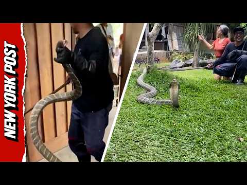 11-Ft King Cobra Dragged From Under Bed In Dramatic Capture