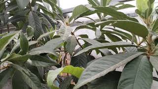 A Inflorit Mosmonul Japonez. Miroase Interesant.