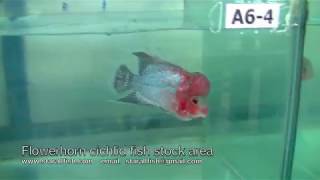 flowerhorn cichlid fish from Thailand