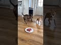 Steak Heist Gone Wrong! 🥩 #viral #funny #dogs #chihuahuafanclub #viralvideo #cute