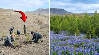 Iceland Planted Millions Of Trees On Dead Volcanic Soil—Yet Forests Grew By Only 1.5%After A Century