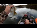 Fall Bluegill