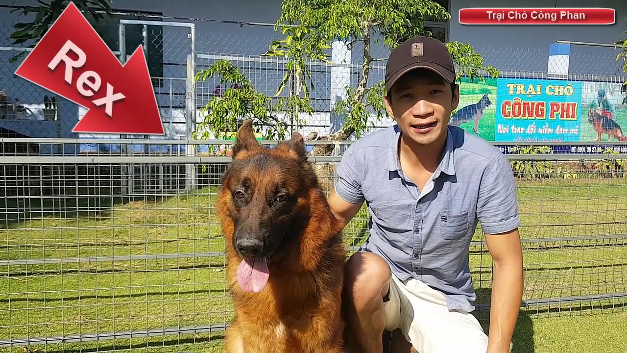 Chó chăn cừu đức | Hai chú chó béc giê đức đẹp FINN & REX thuần. Gsd ...