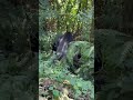 How Gorillas Mate in the Wild (Bwindi National Park) | #ugandasafari #exploreuganda