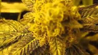 Medical Marijuana Grow Purple Kush Grow